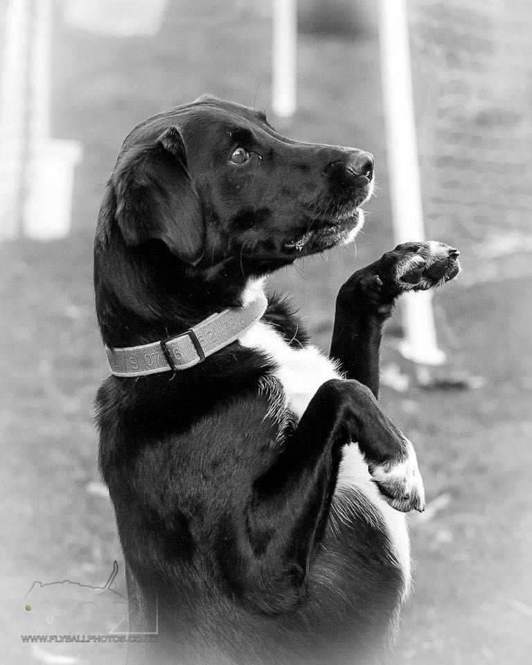 Pads-n-Paws Banjo Beg